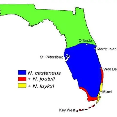 thumbnail for publication: Florida Dampwood Termites, Neotermes castaneus (Burmeister), Neotermes jouteli (Banks), and Neotermes luykxi Nickle and Collins (Insecta: Blattodea: Kalotermitidae)